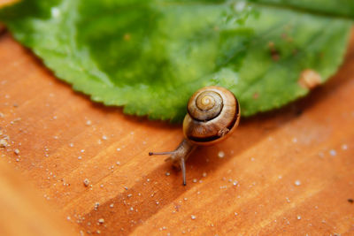 High angle view of snail on leaf over table