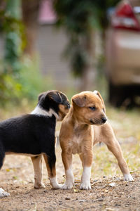 Dogs on field