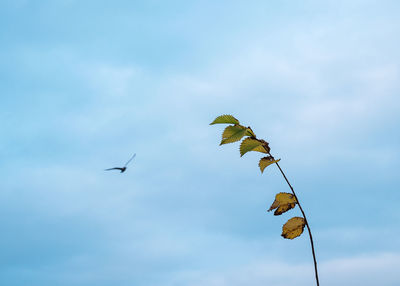 Low angle view of birds flying against sky with plant in foreground