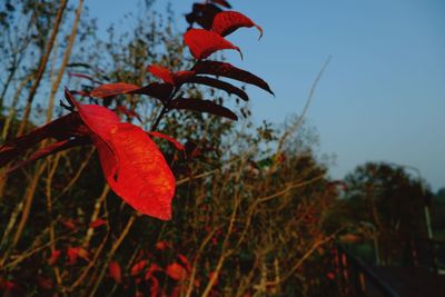 Close-up of red flowering plant against sky