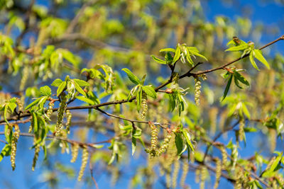 Close-up of flowering plant against tree