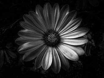 Close-up of flower blooming outdoors