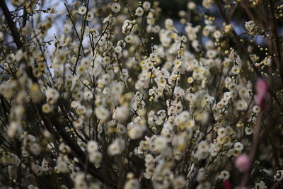 Close-up of apple blossoms in spring