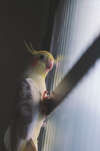 Close-up of a bird