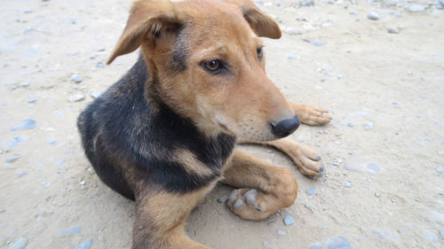 Close-up portrait of a dog