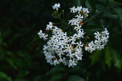 Close-up of white flowering plant