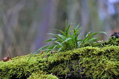 Close-up of plant growing on field