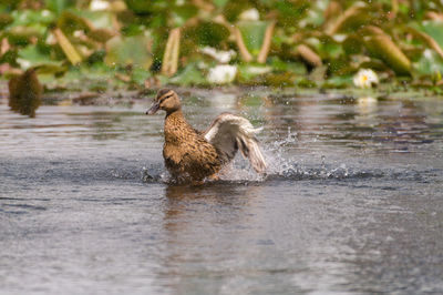 Ducks in water