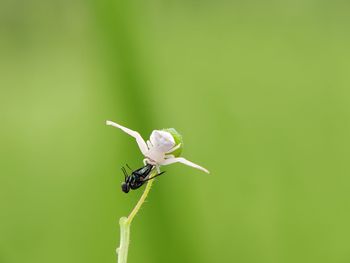 Close-up of insect on flower