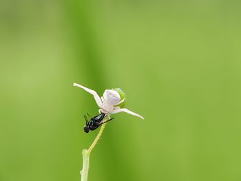 Spider white eats bee