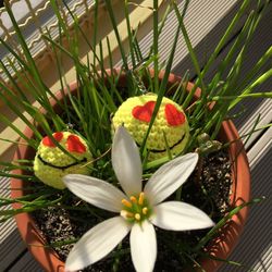 Close-up of white flowering plants