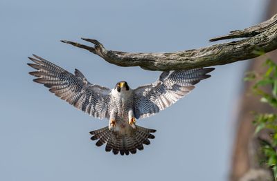 Low angle view of bird landing on branch against clear sky