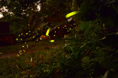 Close-up of grass on tree at night