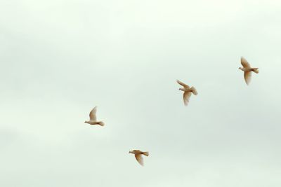 Low angle view of birds flying against clear sky