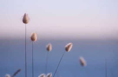 Close-up of flowers growing in field