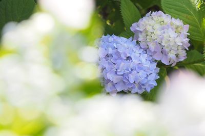 Close-up of purple flowers