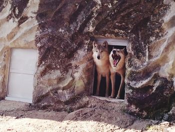 Dog standing against wall