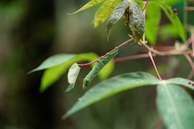 Green caterpillar hanging from red stemmed leaf in costa rica