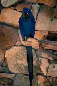 View of a bird perching on wood