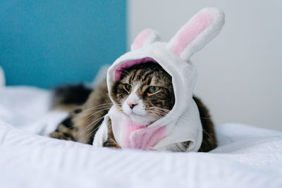 Close-up of cat lying on bed