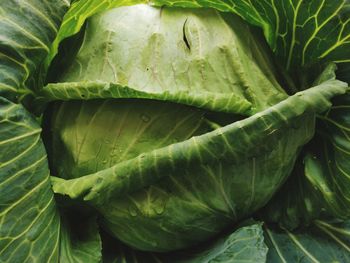 Green cabbage, very appetizing