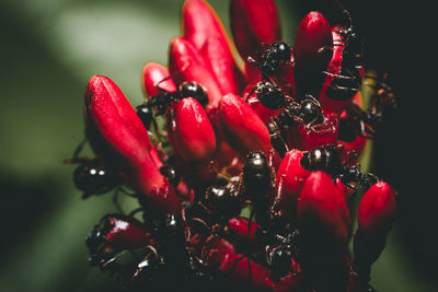 Close-up of wet red berries