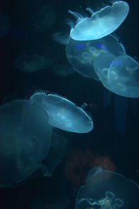 Jellyfish swimming in sea