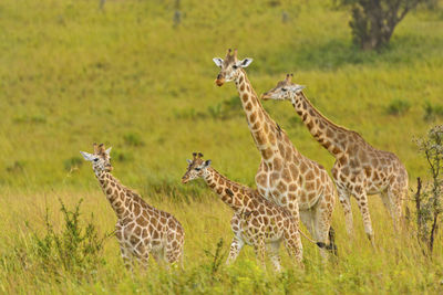 Giraffe family in the veldt in murchison falls national park in uganda