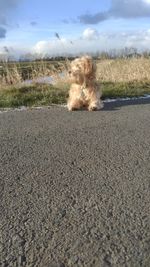 Close-up of dog against sky