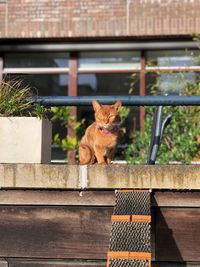 A red abyssinian cat lounging in the sun