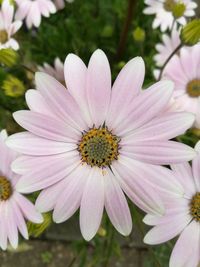 Close-up of pink flowers blooming outdoors