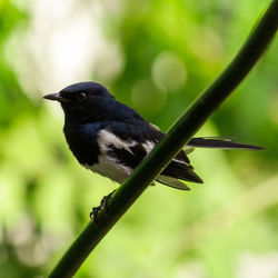 Close-up of bird perching on a plant