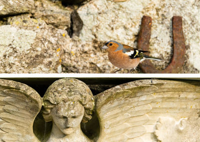 Close-up of bird perching on wall