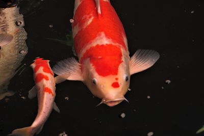  koi fish swimming in carp pond