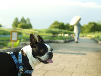 Dog standing on footpath