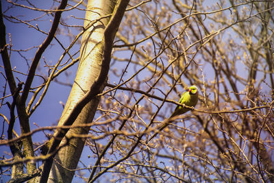 Low angle view of bird perching on tree