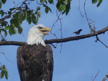 Low angle view of eagle perching on branch