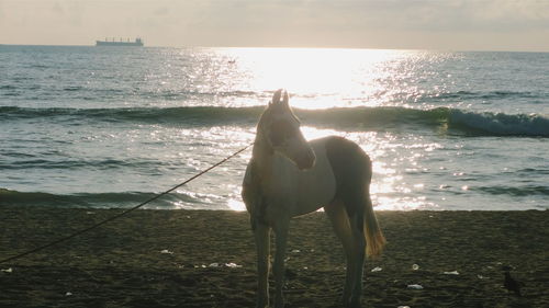Scenic view of sea at sunset