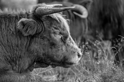 Close-up of sheep on field