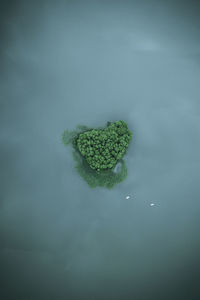 Aerial view of trees in sea