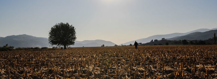 Scenic view of agricultural field against clear sky