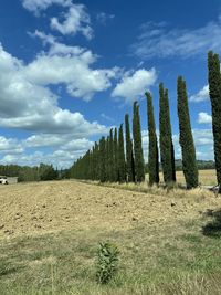 Panoramic shot of trees on field against sky