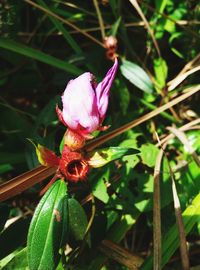 Close-up of pink flowers