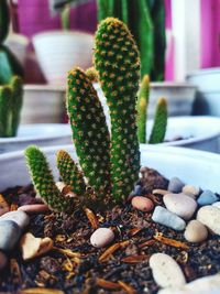 High angle view of succulent plant