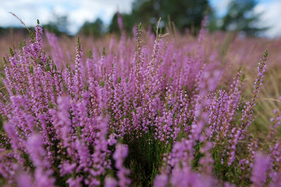 Close-up of purple flowering plants on field