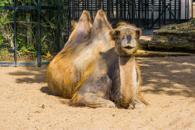 View of animal sitting on sand