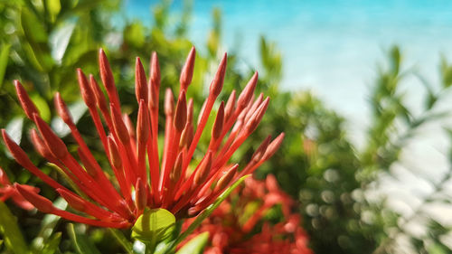 Close-up of red flower blooming outdoors