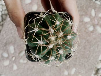 Close-up of hand holding plant