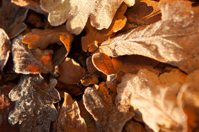 Full frame shot of dry leaves