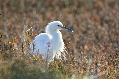 Side view of a bird on field